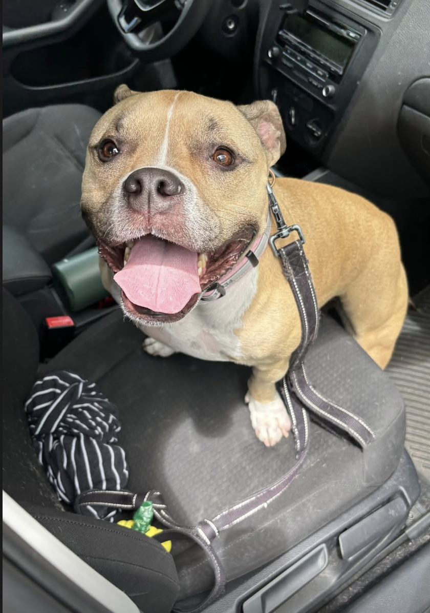 A smiling tan and white dog sitting in the front seat of a car
